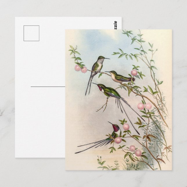 Postal Hummingbirds por John Gould (Anverso / Reverso)