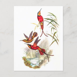 Postal Hummingbirds por la cosecha de vintage por John Go