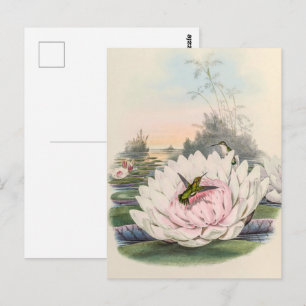 Postal Hummingbirds por la cosecha de vintage por John Go