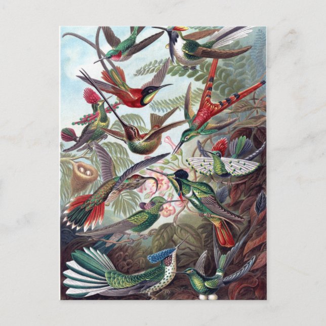 Postal Hummingbirds vintage (Anverso)