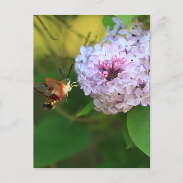 Postal Hummmingbird Moth (Anverso)