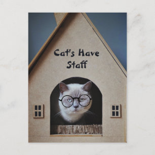 Postal Humor de gato lindo Gatos divertidos tienen person