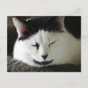 Postal Humor de gato negro y blanco
