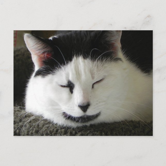 Postal Humor de gato negro y blanco (Anverso)