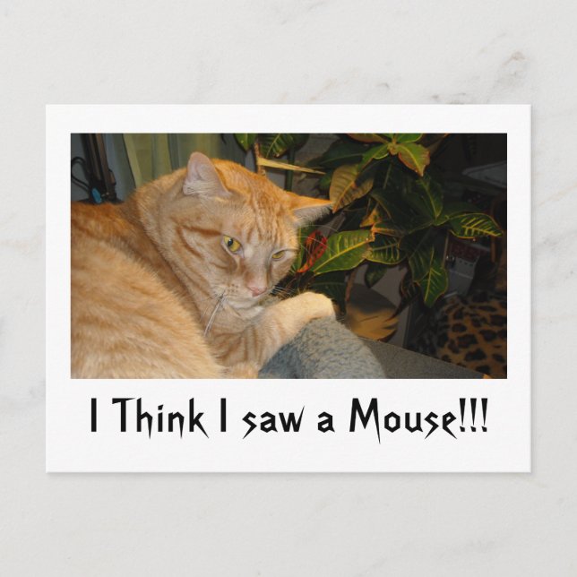 Postal Humor de gato y ratón (Anverso)
