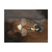 Humorous Horse Foal Fumar Cigar Postcard