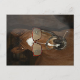 Postal Humorous Horse Foal Fumar Cigar Postcard