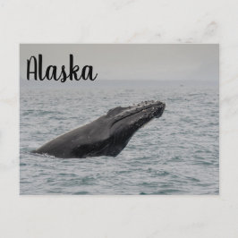 Postal Humpback Breach Alaska