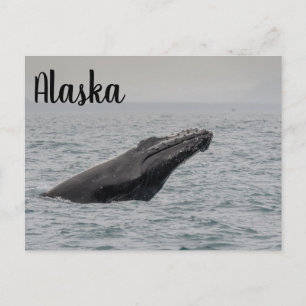 Postal Humpback Breach Alaska