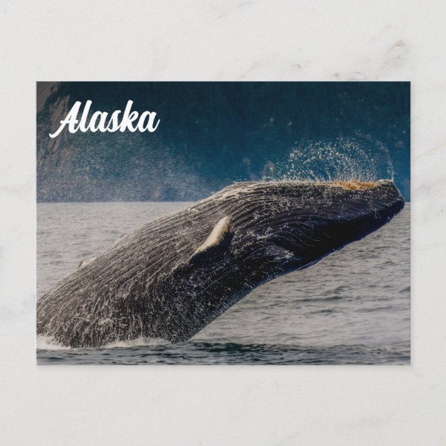 Postal Humpback Breach Alaska Postcard (Anverso)