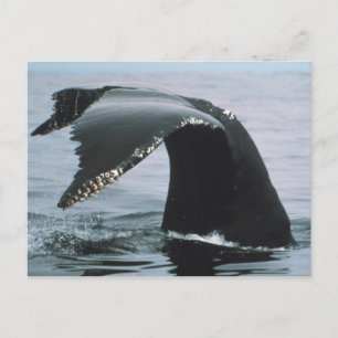 Postal Humpback Whale Tail