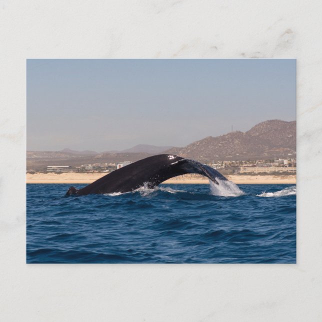 Postal Humpback Whales in Mexico (Anverso)