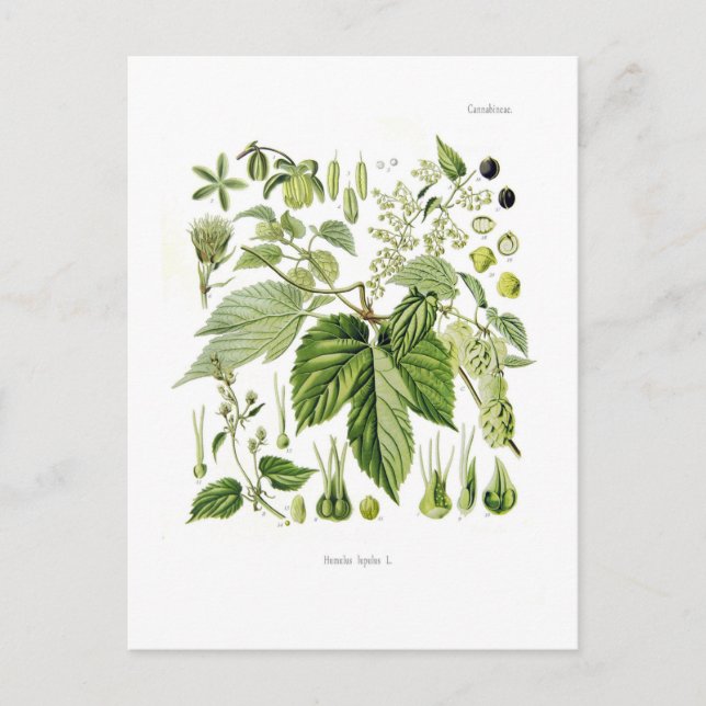 Postal Humulus lupulus (Hop) (Anverso)