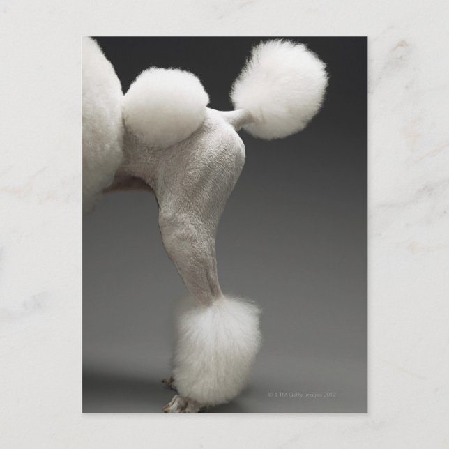 Postal Hunches de Poodle, de fondo gris (Anverso)