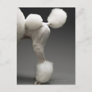 Postal Hunches de Poodle, de fondo gris