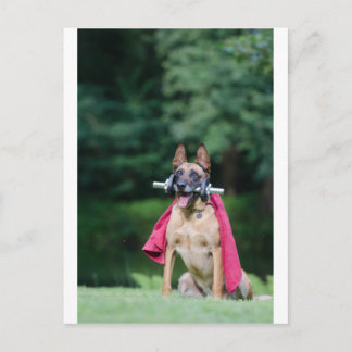 Postal Hund beim Fitnessttain