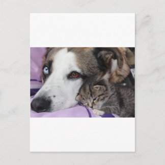 Postal Hund, Katze, Freundschaft