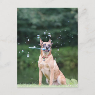 Postal Hundtrick: Seifenblasen erstellen