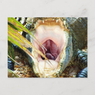 Postal Hungry Gator