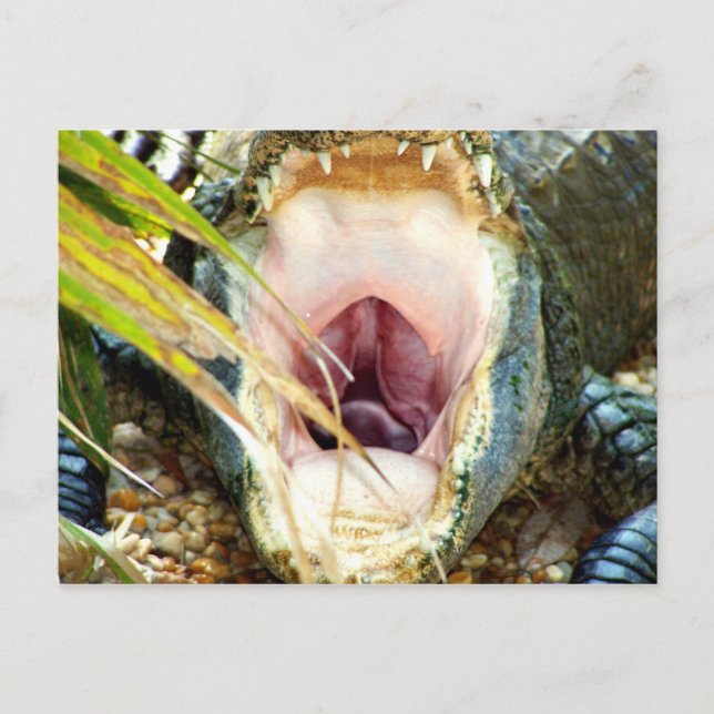 Postal Hungry Gator (Anverso)