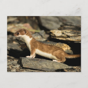 Postal Hunting Weasel