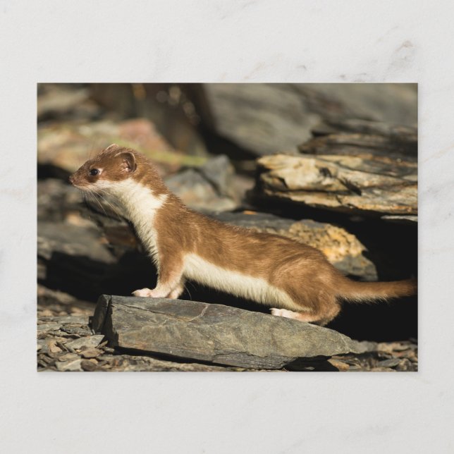 Postal Hunting Weasel (Anverso)