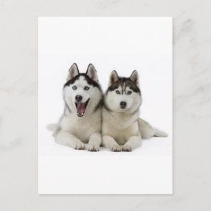 Postal Huskies