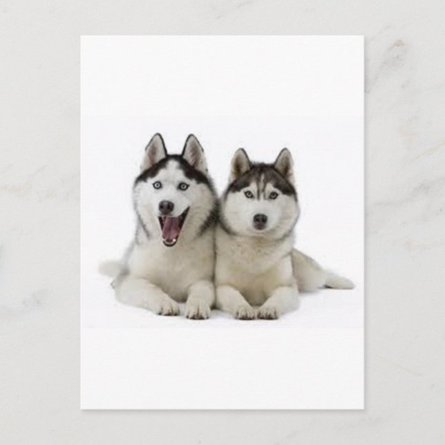 Postal Huskies (Anverso)