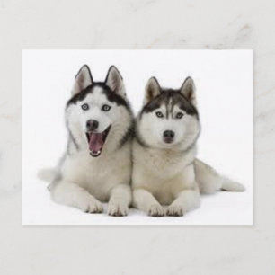 Postal Huskies