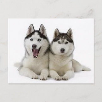 Postal Huskies