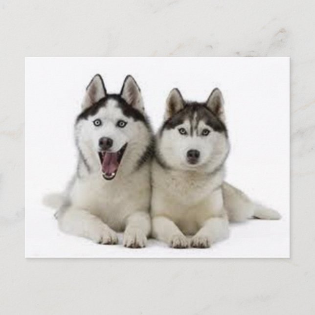 Postal Huskies (Anverso)