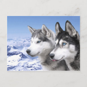 Postal Huskies siberianos