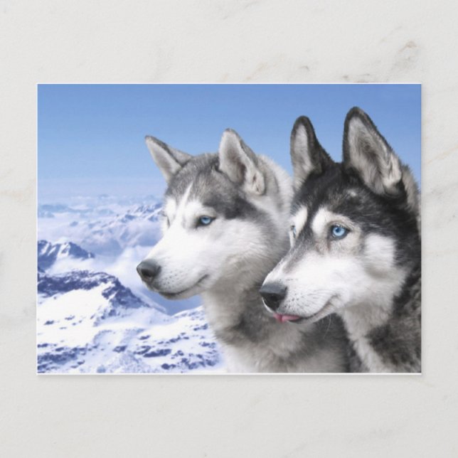Postal Huskies siberianos (Anverso)