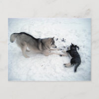 Huskies siberianos