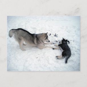 Postal Huskies siberianos