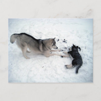 Postal Huskies siberianos