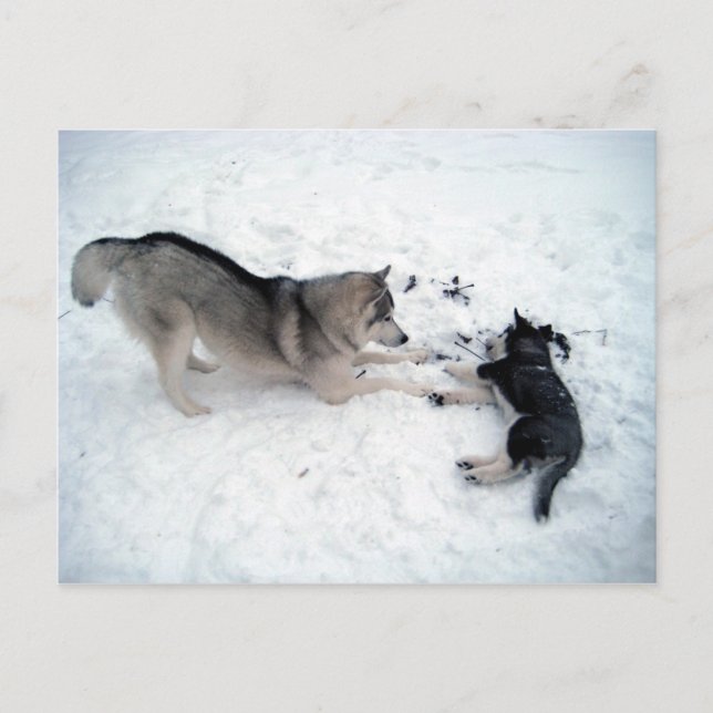 Postal Huskies siberianos (Anverso)