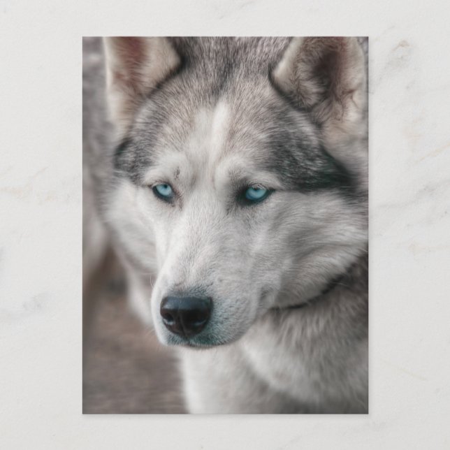 Postal Husky (Anverso)