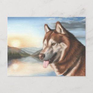 Postal Husky