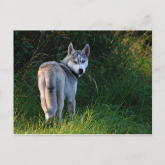 Postal Husky