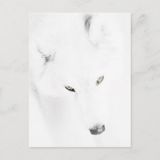 Postal Husky