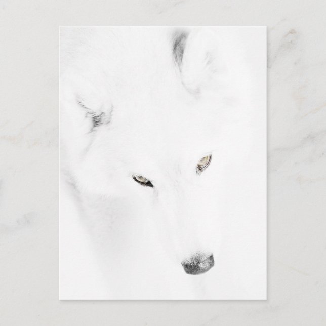 Postal Husky (Anverso)