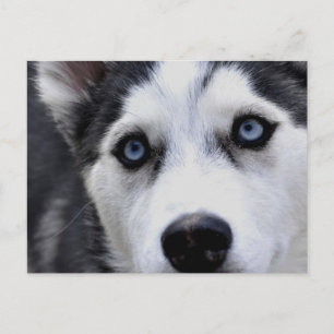 Postal Husky con ojos azules