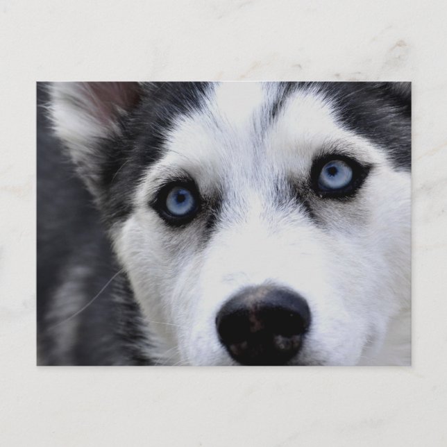Postal Husky con ojos azules (Anverso)