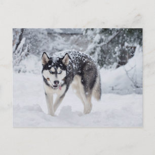 Postal Husky en la nieve