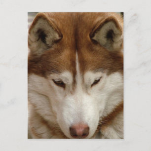 Postal Husky Marrón