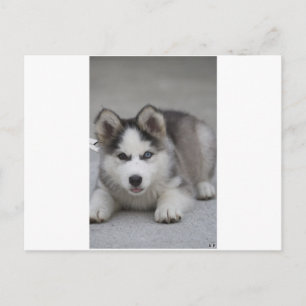 Postal Husky Puppy