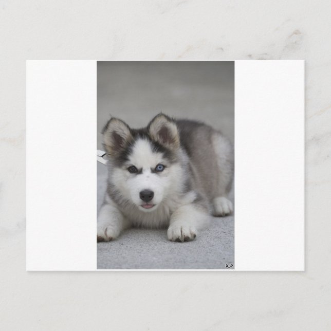 Postal Husky Puppy (Anverso)