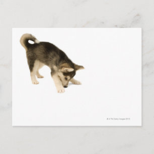 Postal Husky Puppy 2