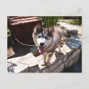 Postal Husky Sam